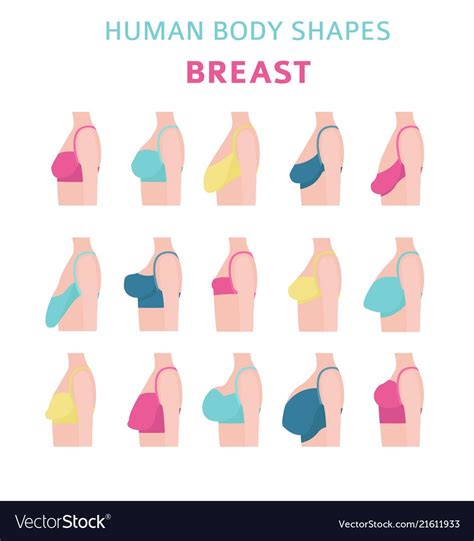 Breast Shapes: A Guide to Different Types of Breasts